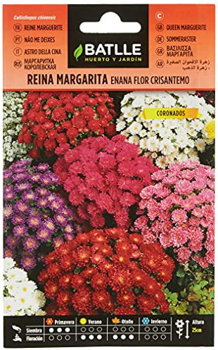 Batlle Aster DE Chine Nain Fleur Chrysantheme