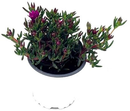 Planta de Mesem Natural Crasa de Exterior de Hojas Carnosas