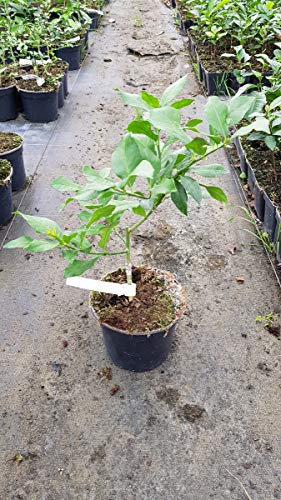 Citrus limon '4 Saisons' greffé sur Poncirus trifoliata/Citronnier 4 Saisons/Conteneur de 2 à 2.9 litres/Touffe