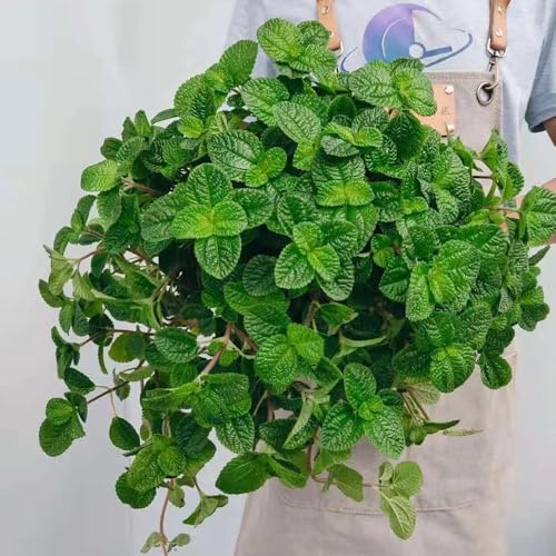 semi di melissa biologici - medicinali da appartamento di melissa, giardino da interno da giardino 150pcs