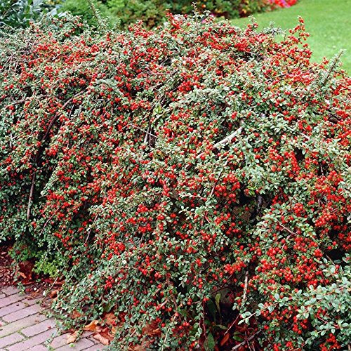 GardenersDream 5 x Cotoneaster Horizontalis Plants - Outdoor Garden Ready Hardy Shrubs - Deciduous Berries and Flowering Shrubs - Hedging Outdoor Plants for Walls (20-40cm, incl. 9cm Pot)