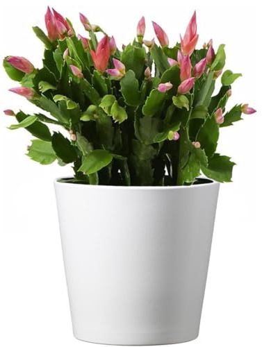 American Plant Exchange Live Christmas Cactus – 6-Inch Pot Cover – Easy Care Flowering Succulent with Festive Blooms for Holiday Home Décor, Kitchens, Offices & Indoor Winter Displays