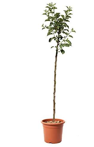 KENTIS - Pommier 'Reinette du Canada' - Malus Domestica - Vraies Plantes d'Extérieur - Arbre Fruitier de Jardin d'Ornement - Pot de Culture Ø 24 cm