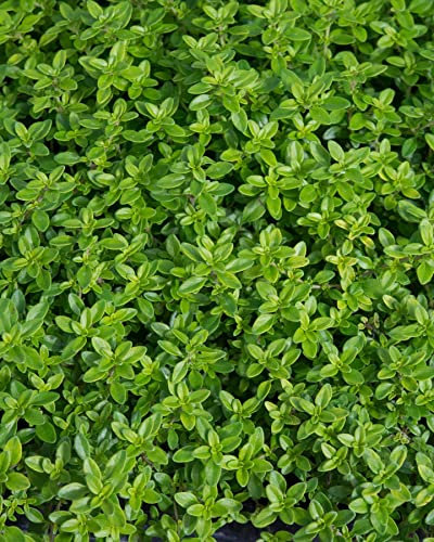 Perfect Plants - Lemon Thyme Herb Plant in a 11cm Pot.