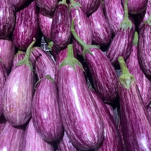 balcón de semillas de berenjena - orgánicas variedades antiguas exóticas silvestres 30pcs