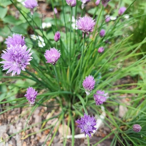 semi di cipollina biologici - decorazione da giardino per esterni perenni resistenti 300pcs