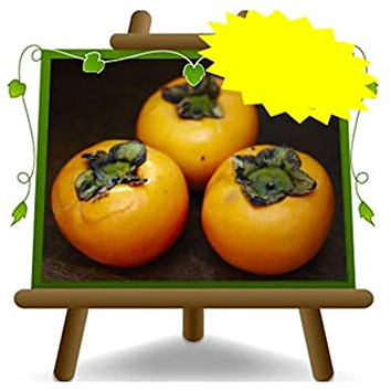Kaki pomme variété O’Gosho - Plante fruitière vieux sur pot 26 - arbre max 200 cm - 4 ans