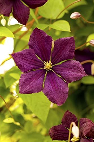 Clematis viticella 'Royal Velours' 60-100 cm - Italienische Waldrebe, samtrote Blüten, Blütezeit Juni-September, ideal für Rankgerüste, pflegeleicht und winterhart