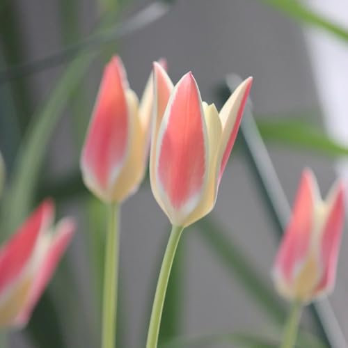 tulpenzwiebeln zwiebeln winterhart mehrjährig tulpenzwiebel blumenzwiebeln zwiebel frühblüher wildblumen blumenzwiebeln kaufen garten steingartenpflanzen winterhart gartendeko für 2pcs