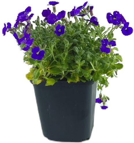 6 Stück Aubrieta Cascade Blue von Intragarten | Blaukissen blühender und winterharter Bodendecker im Topf