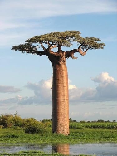 5 Samen des Baobab (Adansonia digitata), Baobabbaum, Affenbrotbaum, Affenbrotbaumfrucht, frisches Saatgut, exotisches Superfood– einfach anzubauen für Garten, Balkon und Fensterbrett