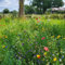 Blumenwiese mit Kräuter- und Grassamen | 250g - 75m2 | einheimische und winterharte Wildblumen | Bienenweide | Schmetterlings- und insektenfreundlich | 38 Sorten | Blumenwiese samen mehrjährig