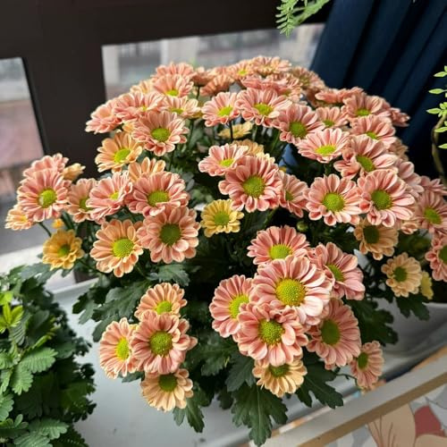 gänseblümchensamen - winterhart mehrjährig balkon hochbeet stauden bodendecker 350pcs