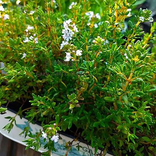 kiskick 20 Stück/Beutel Thymiansamen, natürlich, lebensfähig, dekorative, auffällige Blumensamen für Gartensamen zum Anpflanzen von Gemüse und Obst Weiß Gepolsterte Thymiansamen