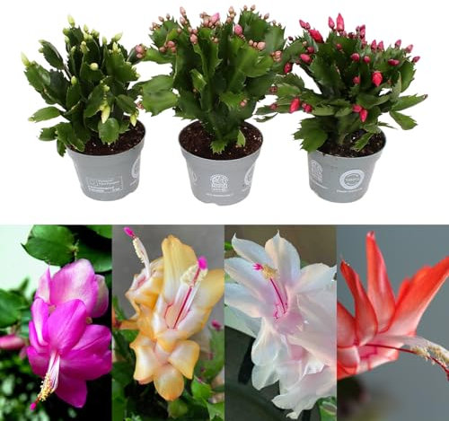 Carbeth Plants - Christmas Cactus 3 Plant Mix in 10cm Pots - Real Indoor Flowering Schlumbergera Cacti Houseplants - Live Christmas Gardening Gift Idea for Plant Lovers