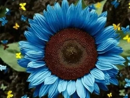 Buy4seeds 20x Enchanting Vibrant Blue Sunflower Seeds Plants Garden Planting Colorful