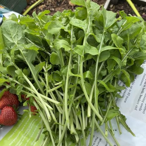 rucola samen winterhart - rucola pflanzen samen, gewächshaus balkon, balkon gemüse rucolasamen bio mehrjährig, hochbeete für garten, wintergemüse pflanzen kaufen exotische pflanzen 80pcs