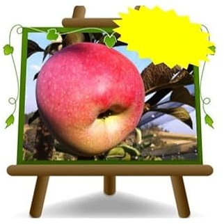 Pommiers Florina - Plante fruitière Porte greffe M9 sur pot 26 - arbre max 200 cm - 4 ans