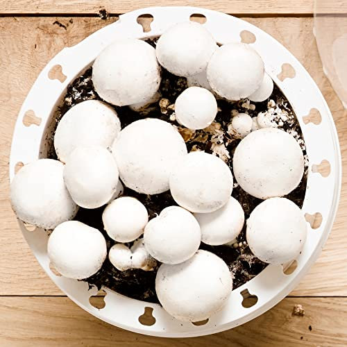 Button Mushroom Growing Kit | Grow Your Own White Mushrooms | Easy and Quick to Grow with Clear Instructions