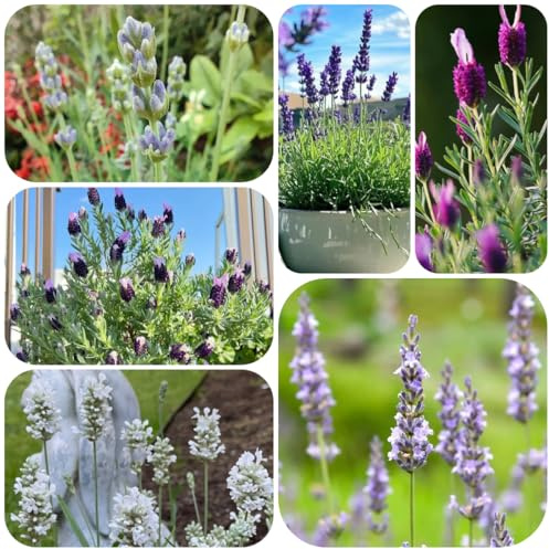 semillas resistentes de lavanda medicinales, interior lavanda raras, decoración sala estar jardín cobertura 130pcs
