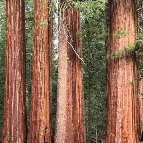 semi di sequoia - interno per il soggiorno, esotiche, estremamente resistenti all'inverno per il giardino 200pcs