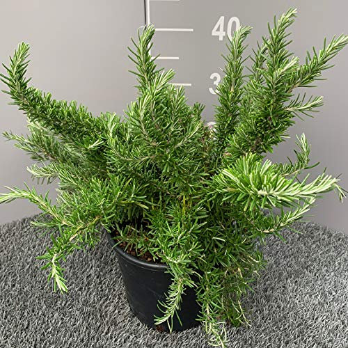 ROSMARINO PROSTRATO │ Pianta aromatica officinale in vaso Ø 18 cm