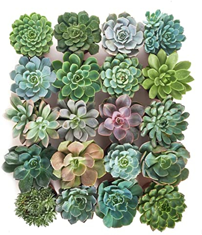Pack 10 Maravillosas Crasas Plantas Naturales en Caja Perfectas para Hogar y Oficina