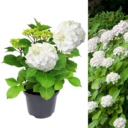 Carbeth Plants Hydrangea Macrophylla Plant White - 5 Liter Pot - Hydrangea Plants Outdoor Garden Ready to Plant - 50-60cm Hydrangeas Potted Shrubs