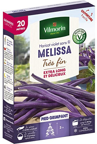 Vilmorin - Haricot violet sans fil Melissa très fin 20 mètres
