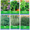Portal Cool Las semillas del paquete: Orégano de cilantro albahaca dulce Menta Romero Tomillo 6 hierbas frescas recolección de semillas