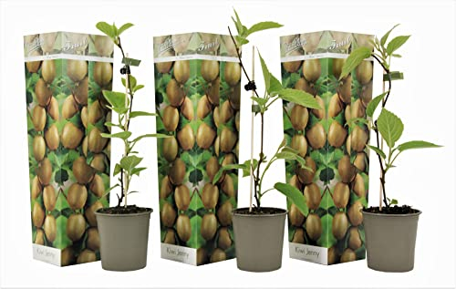 Plant in a Box - Actinidia deliciosa 'Jenny' - 3er Set Kiwibeeren - Winterhart - Topf 9cm - Höhe 25-40cm