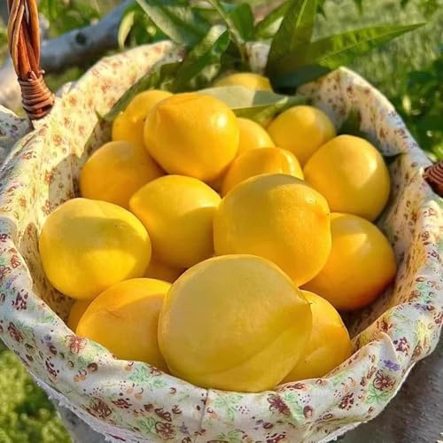 Nektarinenbaum - garten geschenke für gärtner seltene exotische frisches obstsamen balkongewächshäuser zwergobstbäume winterhart steingartenpflanzen 5Samen