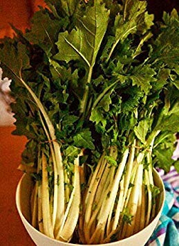 Potseed Germinazione I Semi: 100 Semi: Cime di Rapa, Semi, Bastoncino di rapa Namenia, Varietà, Vecchio Quasi Dimenticati