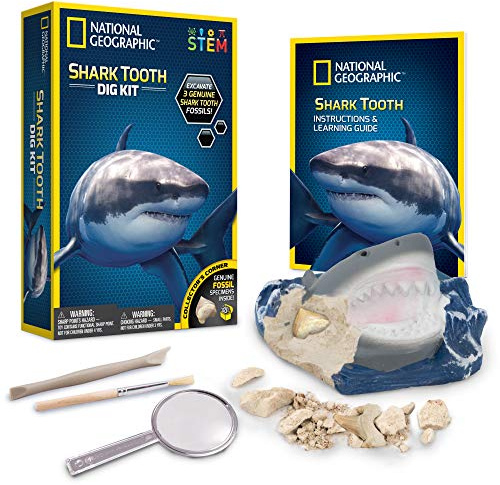 Bandai NGSHARK National Geographic – Ausgrabungsset – 3 versteinerte Haifischzähne zum Ausgraben – Bildungs- und Wissenschaftsspiel – STEM – JM00604