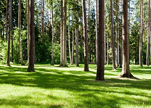 Fototapete 3D Effekt Urwald Wiese Landschaft Wandbild Tapete Wohnzimmer Schlafzimmer Hintergrund Fototapete Wandpapier Wohnkultur 450(W) X300(H) Cm