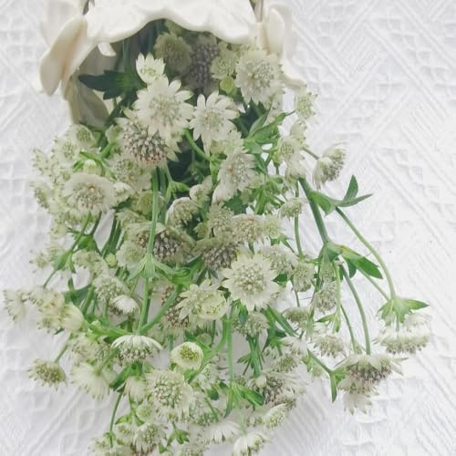 semillas de agripalma, interior Astrantia mayor, balcón para lugares soleados para invitados exterior resistentes regalos los amantes 200pcs
