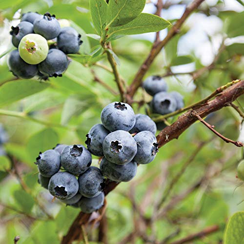 Blueberry, Heavy Cropping Fruit Bushes, Ideal for Patios & Outdoors, Easy to Grow, 3 x Blueberry Full Season Collection Plants in 3 Litre Pots by Thompson & Morgan