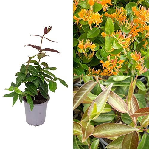 Lonicera Copper Beauty - Scented Honeysuckle Plant - Climbing Honeysuckle in a 9cm Pot Ready to Plant (1 Plant)