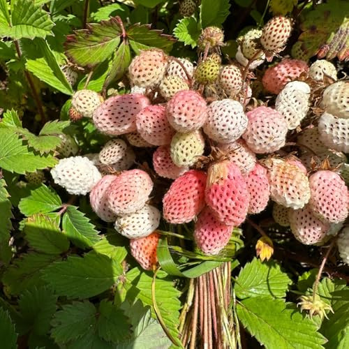 semillas de fresa silvestre orgánicas jardín perennes resistentes comprar fresas silvestres, interior raras semillas de interior 100pcs
