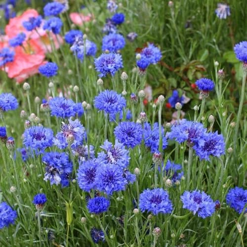 Semillas de aciano perenne resistente, centaurea cianus, semillas de jardín 1000pcs