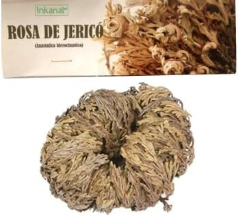 Rose de Jéricho INKANAT, la plante qui ressuscite et de la prospérité.