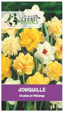 5 Bulbes Jonquilles Doubles en Mélange -Des Fleurs Splendides pour un Printemps Éclatant