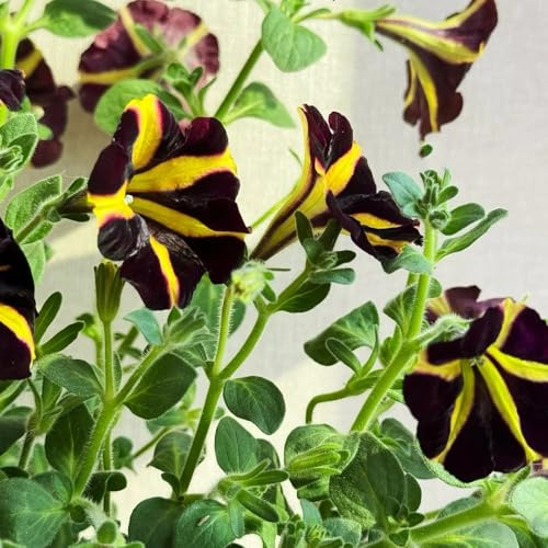 semillas de petunia balcón, petunia híbrida, balcón perennes resistentes de petunia colgante resistentes al aire libre Decoración jardín para 200pcs