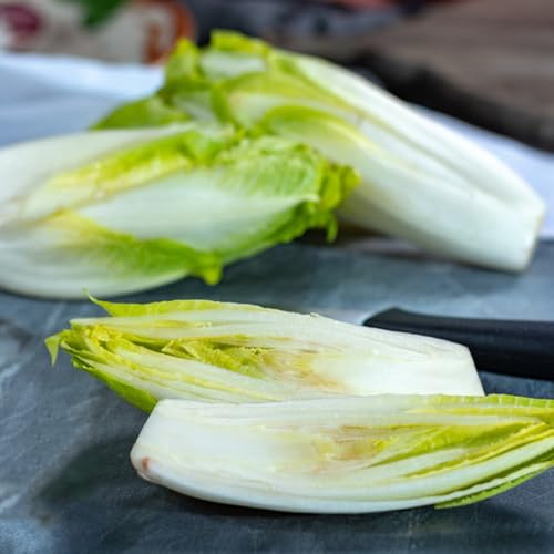 semillas de achicoria perenne, invierno ensalada de achicoria, invierno, resistentes para el jardín 125pcs