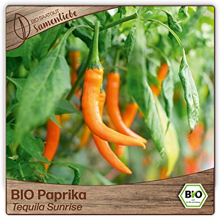Samenliebe BIO Paprika Samen alte Sorte Tequila Sunrise süße Snackpaprika Spitzpaprika orange Gelb 10 Samen samenfestes Gemüse Saatgut für Gewächshaus Freiland und Balkon BIO Gemüsesamen