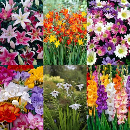 Carbeth Plants 100 x Summer Bulb Mixed Collection - Includes Gladioli, Lilies, Freesia - Pollinator Friendly Herbaceous Perennial Summer Flowering Plants - Grow in Beds, Borders & Patio Pots