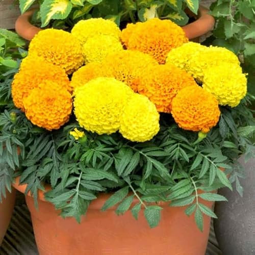 Buy4seeds 300 Seeds African Marigold Dwarf maximix tagetes erecta Nana - Annual Flower