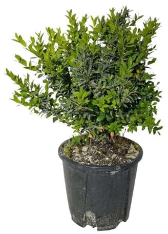 Bosso (Buxus sempervirens) – 1 Piantina in Vaso | Sempreverde, Ideale per Siepi, Topiaria, Prati, Terrazzi e Bordure | Facile da Modellare, Resistente, Perfetta per Giardino e Terreno Mediteraneo