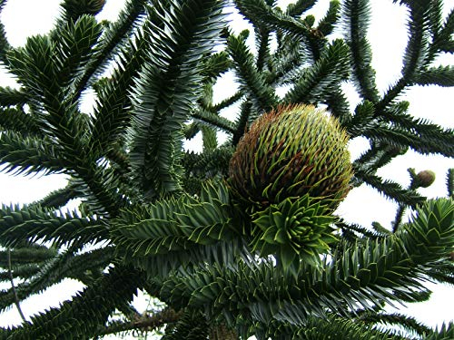 Green Future Pflanzenhandel Chilenische Andentanne Araucaria araucana Pflanze 5-10cm Araukarie Schmucktanne