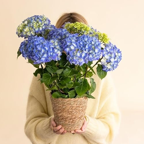 Fleurs et Délices - Hortensia Bleu - Plante Fleurie - Avec cache-pot - Fabrication Française Artisanale de Qualité - Plante à Offrir - Fête des Pères - Cadeau Papa - Idée Cadeau Homme